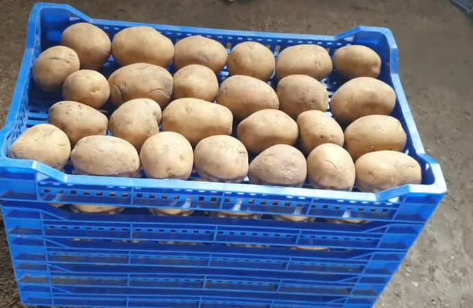 Як пророщувати картоплю