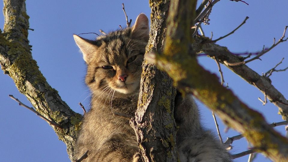 дикий лісовий кіт на дереві