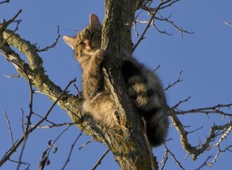 На Одещині сфотографували рідкісного лісового кота (фото)