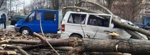В Одесі дерева, що падають, травмують людей і б’ють машини (фото)