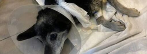 Одесити рятують собаку, якого переїхав Mercedes і вимагають покарання водія (фото, відео)