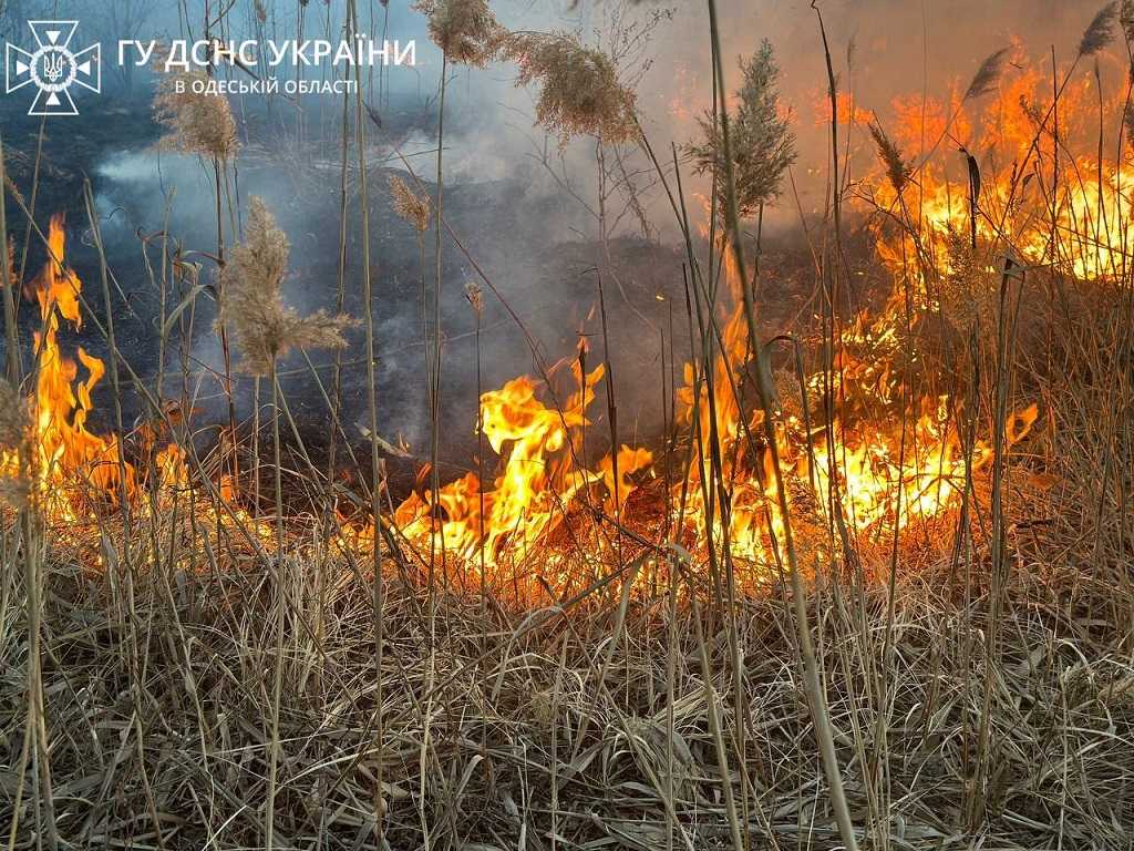 В Одесі горіли поля фільтрації: як гасили величезну пожежу
