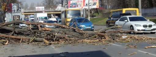 Деревья в Одессе продолжают падать, будьте осторожны