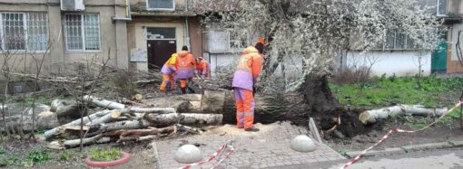 Як законно видалити аварійне дерево: покрокова інструкція