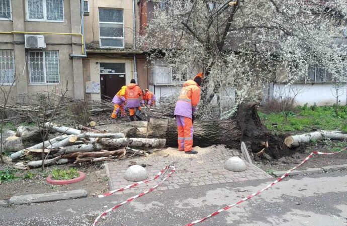 Як законно видалити аварійне дерево: покрокова інструкція