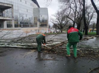 В Одесі вже впали півсотні дерев, а вітер продовжується