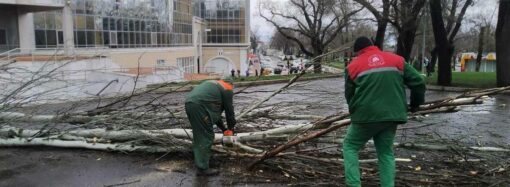 В Одессе уже упали полсотни деревьев, а ветер продолжает дуть