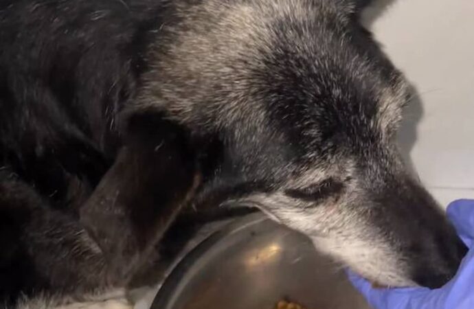Собака Чернушка, якого переїхав в Одесі Mercedes, збирається за кордон