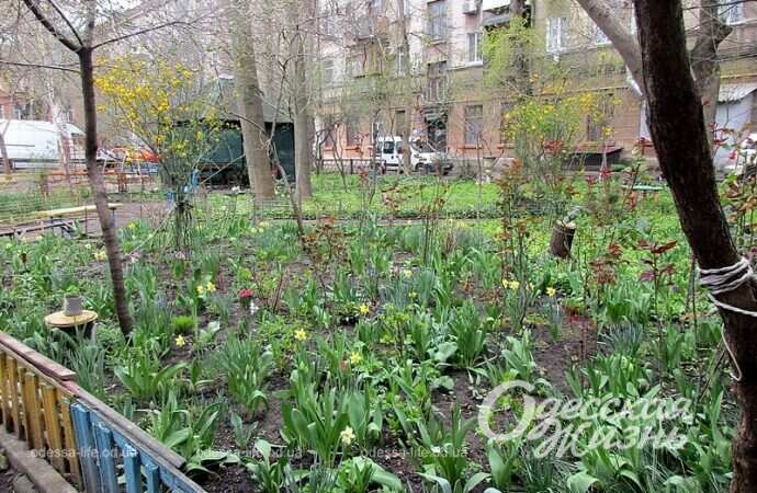 Палисадник в одесском дворе