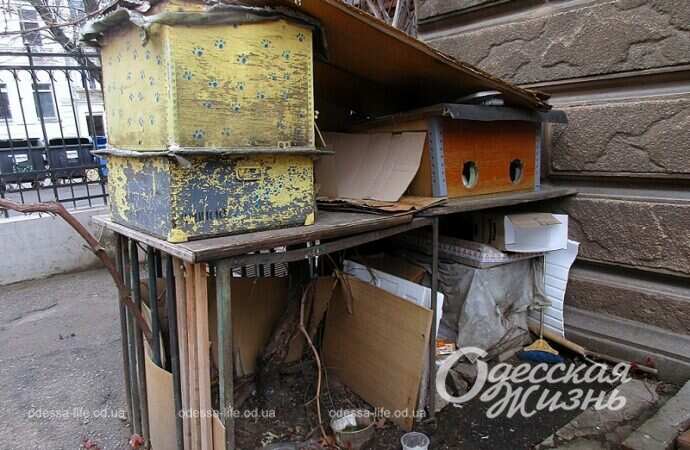 Кошачий дом в одесском дворике