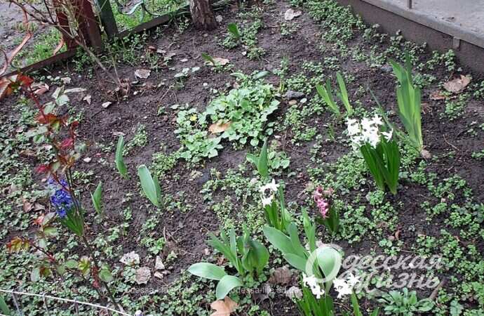 Весенние цветы в одесском дворике