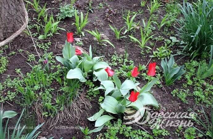 Тюльпаны в одесском дворе