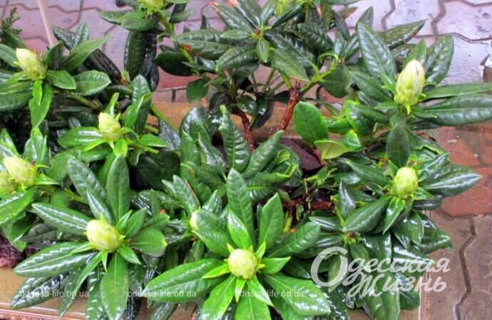 Весенняя зелень в апреле