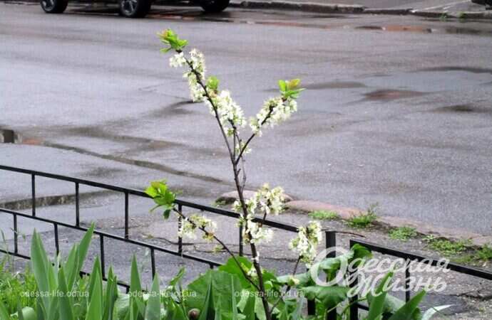 Весенняя трава у дороги