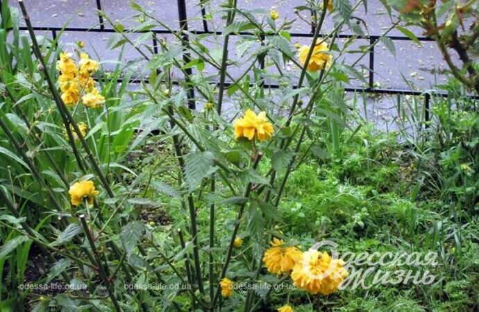 Весенние цветы