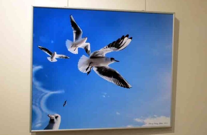 Чайки, фото Дмитрия Милютина