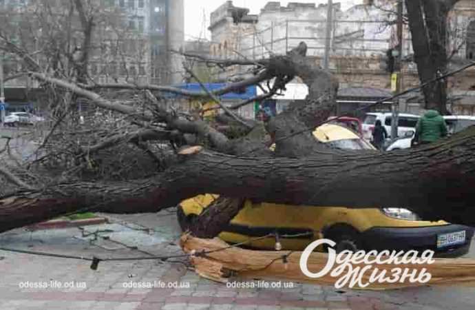 В центре Одессы деревопад