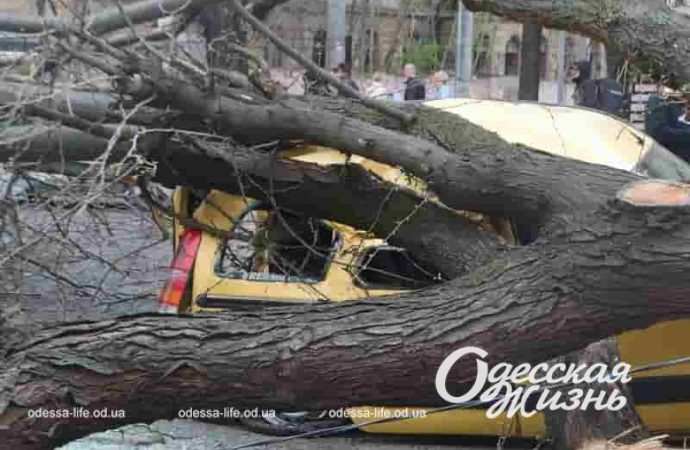 Упавшее дерево и авто