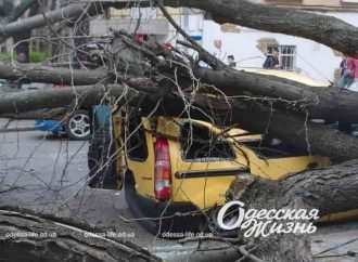 У центрі Одеси величезна акація розчавила машину з людьми: у місті деревопад (фото, відео)
