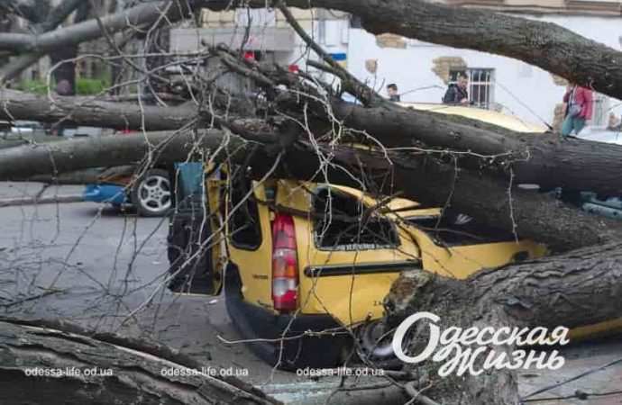 В центре Одессы огромная акация раздавила машину с людьми: в городе деревопад (фото, видео)