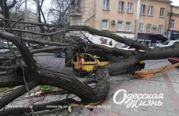 В центре Одессы упало дерево