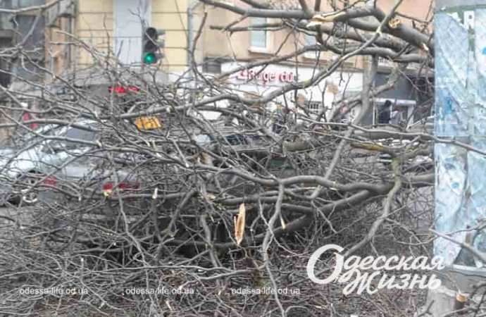 В Одессе упало дерево
