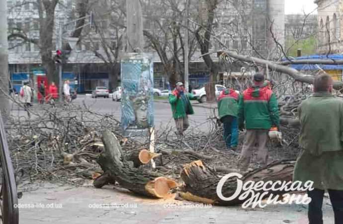 В Одессе падают деревья
