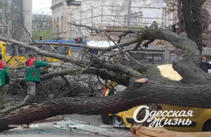 Упавшее дерево и авто