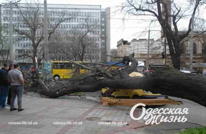 Упавшее дерево раздавило авто в Одессе