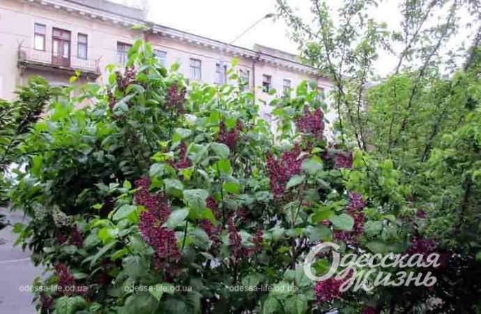 Одесса весенняя