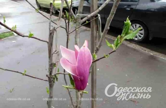 Весеннее цветение