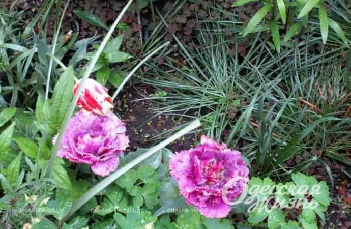 Экзотические тюльпаны