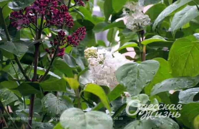 Цветущая сирень