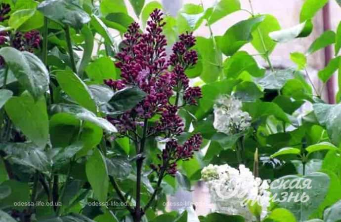 Цветущая сирень в Одессе