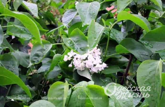 Цветет сирень