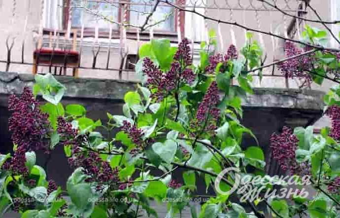 Весна в Одессе