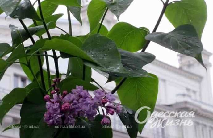 Цветущая сирень в Одессе