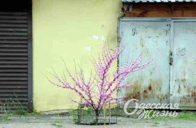 Цветущее деревце