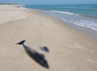 В акватории Черного моря массово гибнут дельфины: причины