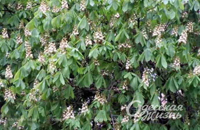 Цветущий каштан