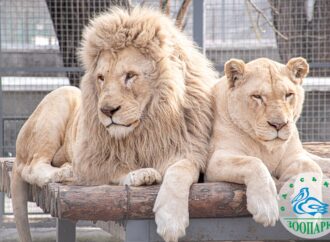 Одесский зоопарк приглашает на праздник Белых львов