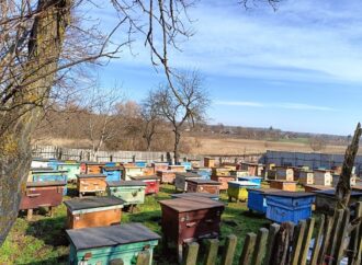 Одеська область: як бджоли злодія знешкодили