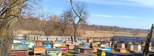 Одесская область: как пчелы вора обезвредили