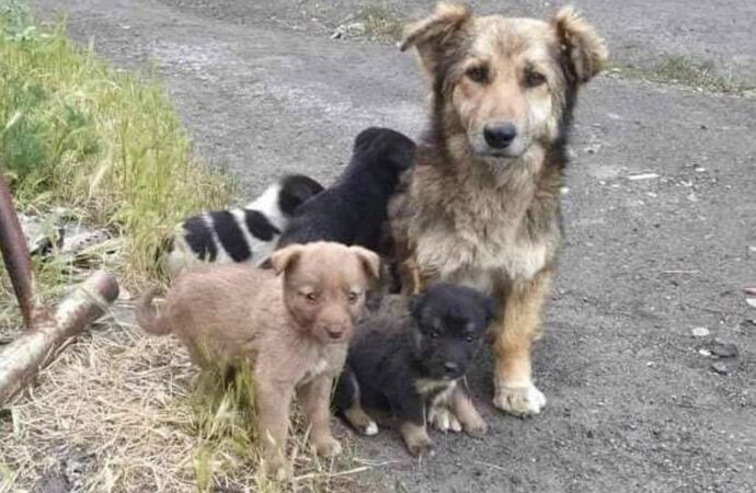 Війна і тварини: важке й кумедне життя Кілійських безхатченків