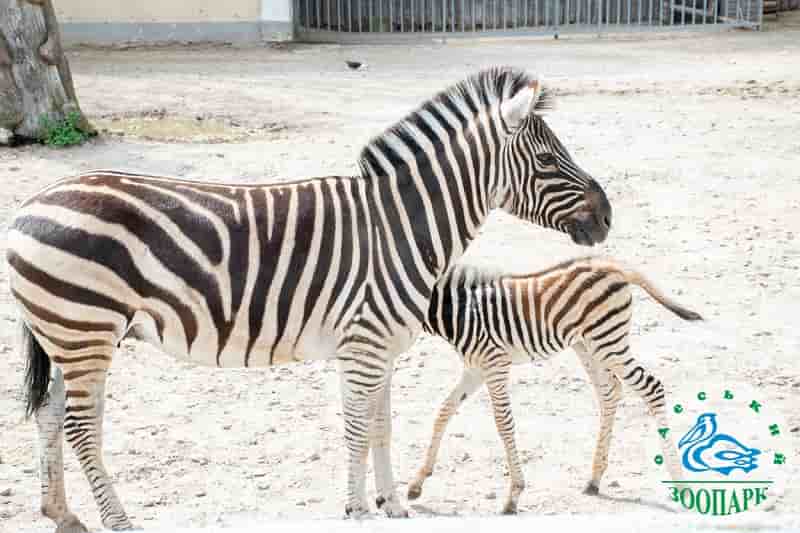 В Одеському зоопарку народився малюк зебри