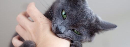 В Одессе едва спасли женщину после укуса кошки: удивительная история