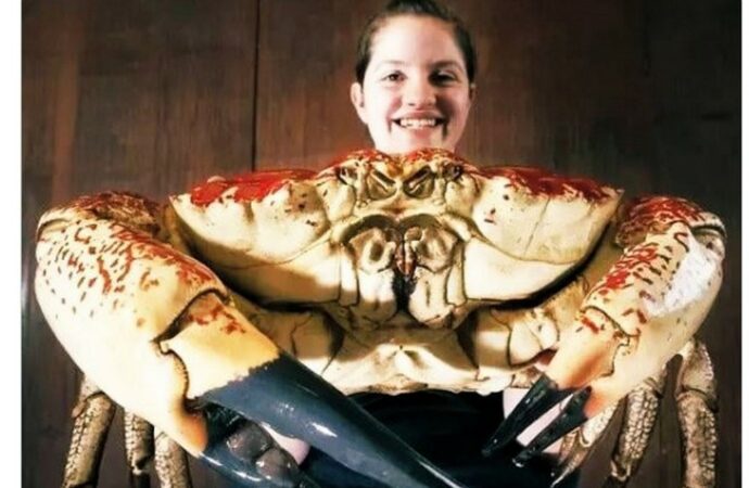 мем крабы после оккупантов