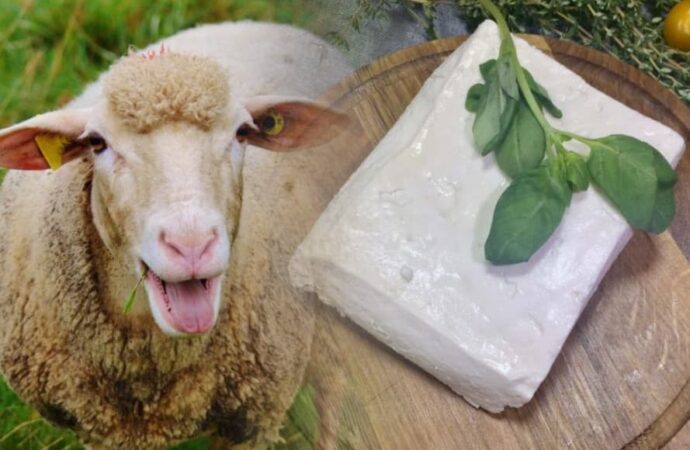 Брынза из Буджака: сколько нужно овец для производства одного кусочка