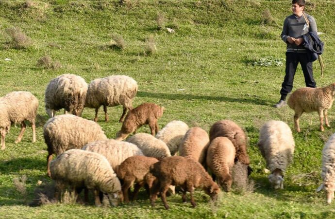 пастух и овцы