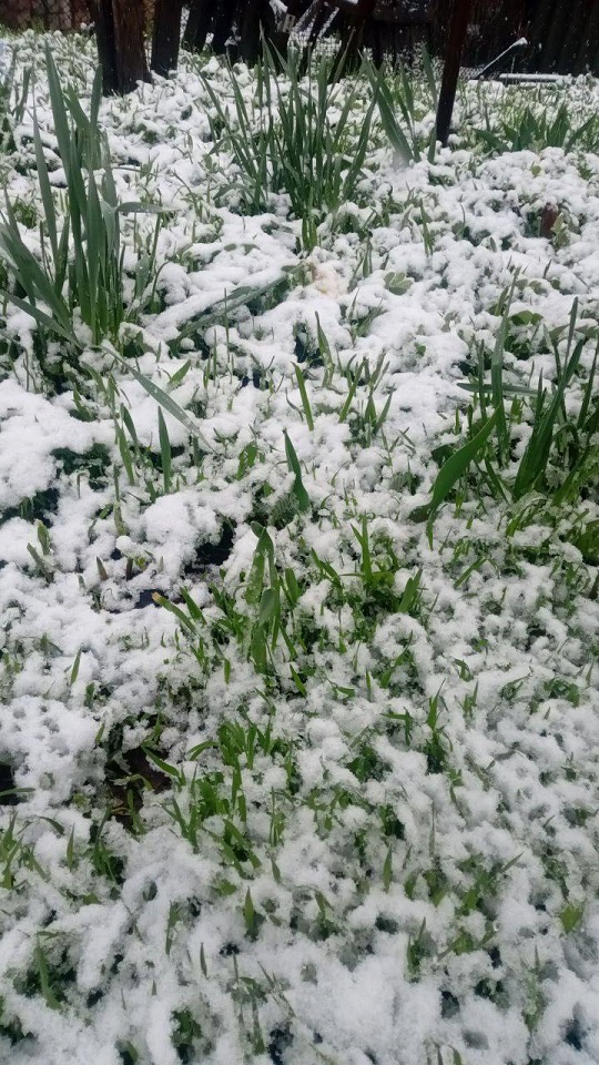 снег в апреле в Одесской области (1)
